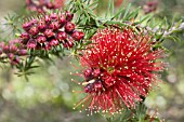 CALLISTEMON INFLORESCENCE AND BUDS