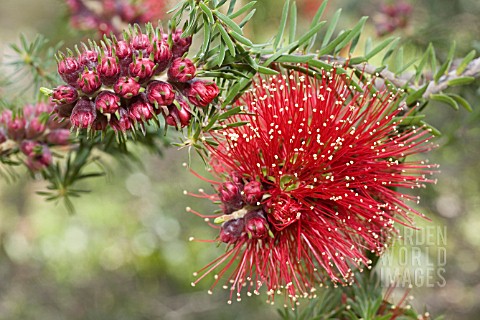 CALLISTEMON_INFLORESCENCE_AND_BUDS