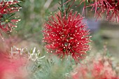 CALLISTEMON INFLORESCENCE AND BUDS