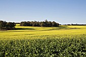 EARLY MORNING SUNLIGHT ACROSS A FIELD OF AUSTRALIAN CANOLA (RAPESEED)