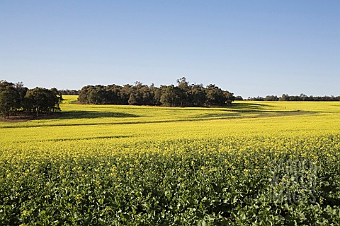 EARLY_MORNING_SUNLIGHT_ACROSS_A_FIELD_OF_AUSTRALIAN_CANOLA_RAPESEED