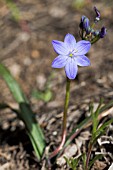 CHAMAESCILLLA HERBACEOUS WILDFLOWER