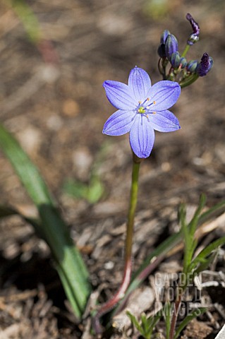CHAMAESCILLLA_HERBACEOUS_WILDFLOWER