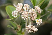 SPYRIDIUM GLOBULOSUM INFLORESCENCES