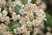 SPYRIDIUM GLOBULOSUM BUSH IN FLOWER