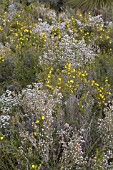 LEUCOPOGON OLDFIELDII AND HIBBERTIA HYPERICOIDES IN HEATHLAND BUSH