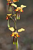 NATIVE WESTERN AUSTRALIAN DONKEY OR PANSY ORCHID (DIURIS GENRE)