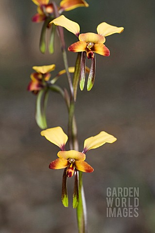 NATIVE_WESTERN_AUSTRALIAN_DONKEY_OR_PANSY_ORCHID_DIURIS_GENRE
