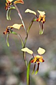 NATIVE WESTERN AUSTRALIAN DONKEY OR PANSY ORCHID (DIURIS GENRE)