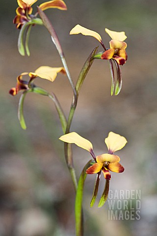 NATIVE_WESTERN_AUSTRALIAN_DONKEY_OR_PANSY_ORCHID_DIURIS_GENRE