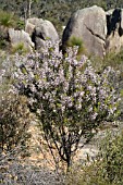 PETROPHILE BILOBA SHRUB IN NATURAL HABITAT