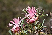 AUSTRALIAN ISOPOGON DUBIUS INFLORESCENCE FLOWER CONE