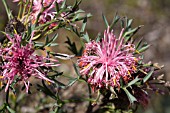 NATIVE WESTERN AUSTRALIAN ISOPOGON DUBIUS FLOWERING INFLORESCENCE SHOWING PARTIAL ANTHESIS