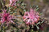 NATIVE WESTERN AUSTRALIAN ISOPOGON DUBIUS FLOWERING INFLORESCENCE SHOWING PARTIAL ANTHESIS