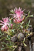 NATIVE WESTERN AUSTRALIAN ISOPOGON DUBIUS FLOWERING INFLORESCENCE SHOWING PARTIAL ANTHESIS