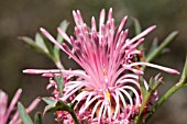 NATIVE WESTERN AUSTRALIAN ISOPOGON DUBIUS FLOWERING INFLORESCENCE SHOWING PARTIAL ANTHESIS