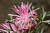 NATIVE WESTERN AUSTRALIAN ISOPOGON DUBIUS FLOWERING INFLORESCENCE SHOWING ANTHESIS