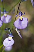 NATIVE WESTERN AUSTRALIAN HERB, HYBANTHUS CALYCINUS