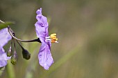 FLOWER OF THE NATIVE WESTERN AUSTRALIAN SHRUB, SOLANUM SYMONII