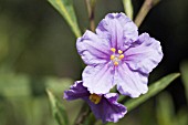 FLOWER OF THE NATIVE WESTERN AUSTRALIAN SHRUB, SOLANUM SYMONII