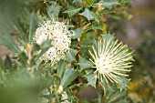 NATIVE WESTERN AUSTRALIAN BANKSIA (DRYANDRA) SESSILLIS IN FLOWER