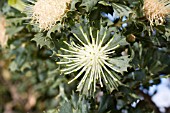 NATIVE WESTERN AUSTRALIAN BANKSIA SESSILLIS FLOWER IMMEDIATELY PRIOR TO ANTHESIS