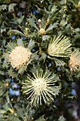 NATIVE WESTERN AUSTRALIAN BANKSIA SESSILLIS FLOWERING SHOWING STAGES OF ANTHESIS - POST (MID LEFT) & PRE (CENTRE)