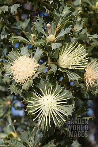 NATIVE_WESTERN_AUSTRALIAN_BANKSIA_SESSILLIS_FLOWERING_SHOWING_STAGES_OF_ANTHESIS__POST_MID_LEFT__PRE