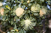 FLORAL ANTHESIS STAGES, WESTERN AUSTRALIAN NATIVE BANKSIA SESSILLIS