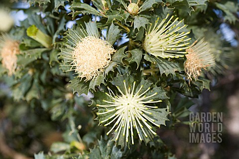 FLORAL_ANTHESIS_STAGES_WESTERN_AUSTRALIAN_NATIVE_BANKSIA_SESSILLIS
