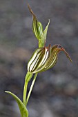 PTEROSTYLIS RECURVA ORCHID