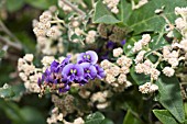 HARDENBERGIA COMPTONIANA (PURPLE) FLOWERING AMONGST SPYRIDIUM GLOBULOSUM