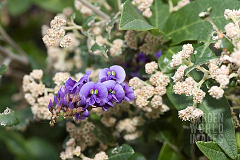 HARDENBERGIA_COMPTONIANA_PURPLE_FLOWERING_AMONGST_SPYRIDIUM_GLOBULOSUM