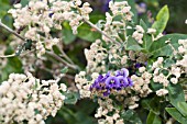 HARDENBERGIA COMPTONIANA (PURPLE) FLOWERING AMONGST SPYRIDIUM GLOBULOSUM