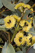 WESTERN AUSTRALIAN EUCALYPTUS PREISSIANA IN FLOWER