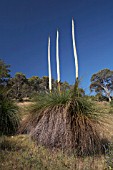 XANTHORRHOEA PREISSII GRASS TREE WITH TRIPLE FLOWER STALKS