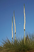 XANTHORRHOEA PREISSII GRASS TREE WITH TRIPLE FLOWER STALKS