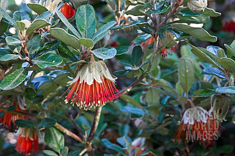 DIPLOLAENA_DAMPIERI_SHRUB