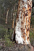 ENDEMIC WESTERN AUSTRALIAN EUCALYPTUS WANDOO TREE TRUNK AND WOODLAND