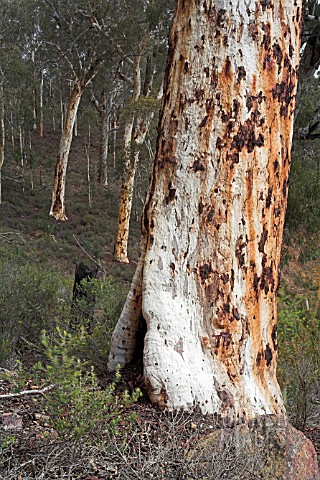 ENDEMIC_WESTERN_AUSTRALIAN_EUCALYPTUS_WANDOO_TREE_TRUNK_AND_WOODLAND