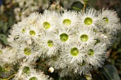 CORYMBIA CALOPHYLLA