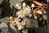 EUCALYPTUS DRUMMONDII FLOWERS AND BUDS