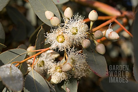 EUCALYPTUS_DRUMMONDII_FLOWERS_AND_BUDS