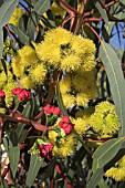 WESTERN AUSTRALIAN EUCALYPTUS ERYTHROCORYS FLOWERS AND BUDS