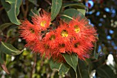 EUCALYPTUS CORYMBIA FICIFOLIA IN FLOWER