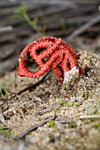 COLUS GENERA STINKHORN FUNGI