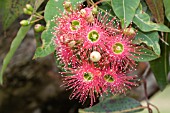 EUCALYPTUS CORYMBIA FICIFOLIA IN FLOWER