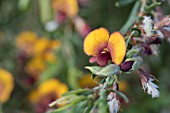 WESTERN AUSTRALIAS NATIVE COMMON BROWN PEA (BOSSIAEA ERIOCARPA)