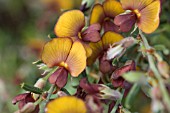 WESTERN AUSTRALIAS NATIVE COMMON BROWN PEA (BOSSIAEA ERIOCARPA)