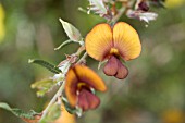 WESTERN AUSTRALIAS NATIVE COMMON BROWN PEA (BOSSIAEA ERIOCARPA)